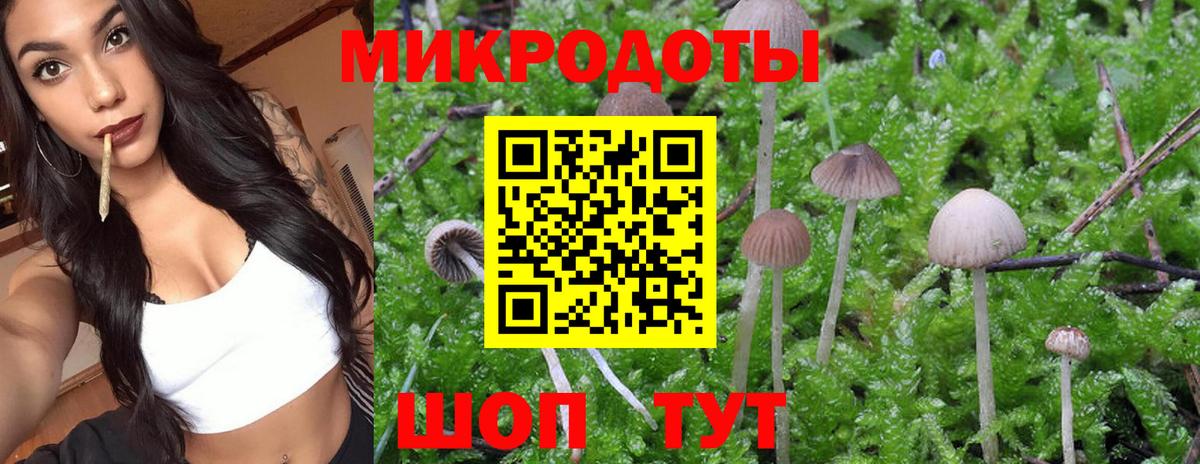 Галлюциногенные грибы Psilocybe Новотроицк